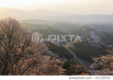奈良縣·吉野山櫻桃樹·日落 31728339