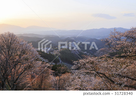 奈良縣·吉野山櫻桃樹·日落 奈良縣·吉野山櫻桃樹·日落 31728340