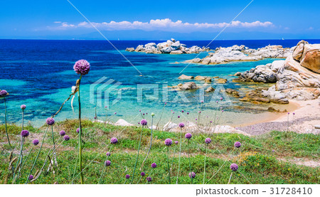 Wild onion leek growing between granite rocks on Wild onion leek growing between granite rocks on 31728410