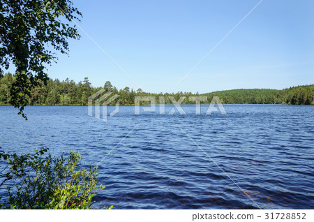 Forest lake in summer 31728852