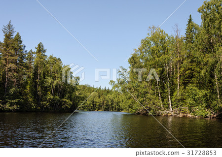 Overgrown shores of a forest lake 31728853