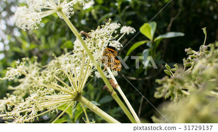 Daitun Mountain,Butterfly,Aito,Baiyun,Trail,Direction,Leaflet,Flower,Erotic Feed Daitun Mountain,Butterfly,Aito,Baiyun,Trail,Direction,Leaflet,Flower,Erotic Feed 31729137