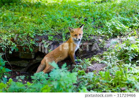 A little fluffy red fox. A little fluffy red fox. 31729466