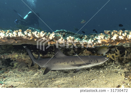 鯊魚在桌珊瑚和上潛水員下 鯊魚在桌珊瑚和上潛水員下 31730472