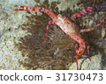 紅蟹 31730473