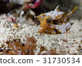 河豚魚 31730534