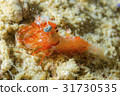 紅蝦 31730535