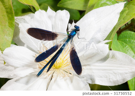 dragonfly dragonfly 31730552