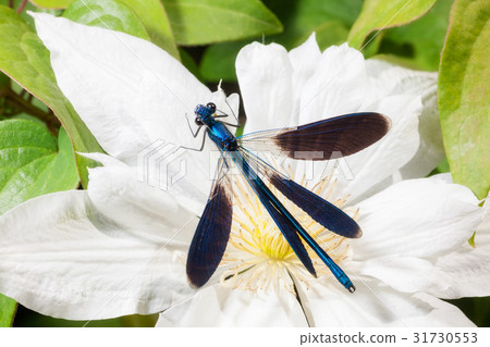 dragonfly dragonfly 31730553