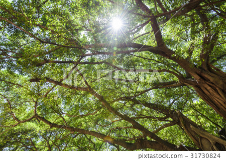 banyan tree in the park banyan tree in the park 31730824
