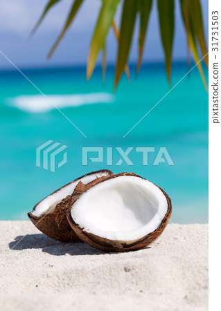 Broken brown coconut on sandy beach 31731503