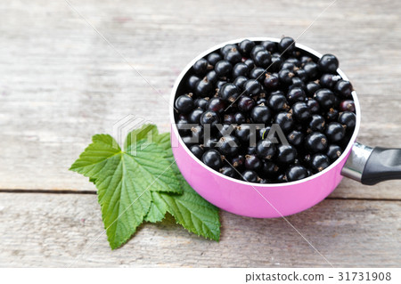 black currant crop black currant crop 31731908