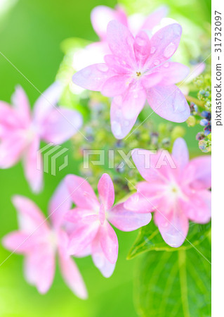 Hydrangea variety (dance party) Hydrangea variety (dance party) 31732097