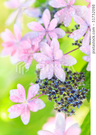 Hydrangea variety (dance party) 31732098