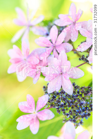 Hydrangea variety (dance party) 31732099