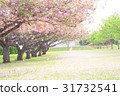 櫻吹雪 31732541