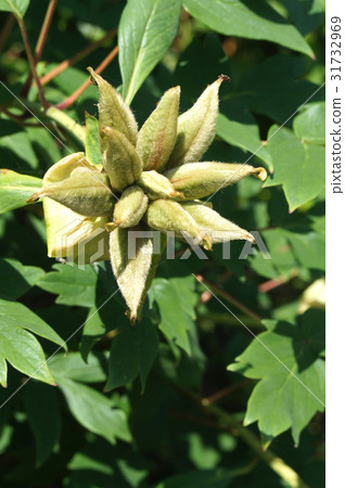 按鈕（花後） 31732969