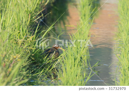 Tamashigi~女〜 31732970