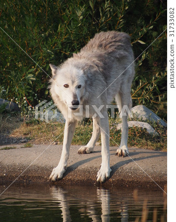 American wolf 31733082