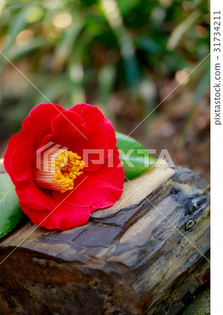 山茶花 - 熊谷 31734211