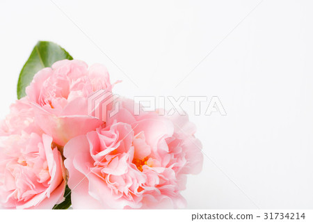 Camellia · dressing 31734214