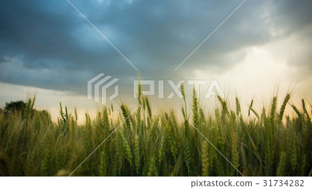 Spikelets of wheat in a field with grain, against 31734282