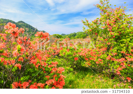 Blooming white birch ranch 31734310