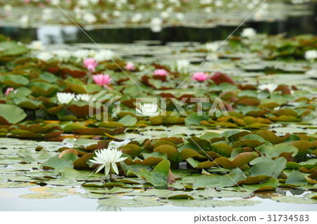 Water Lily of Liaoning Temple 31734583