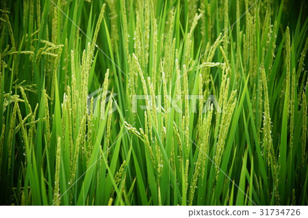 rice 31734726