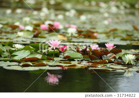 Water Lily of Liaoning Temple Water Lily of Liaoning Temple 31734822
