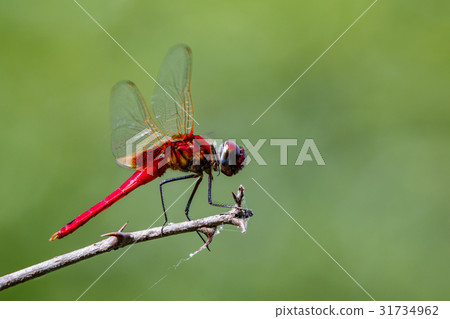 Image of a dragonfly (Macrodiplax cora). Image of a dragonfly (Macrodiplax cora). 31734962