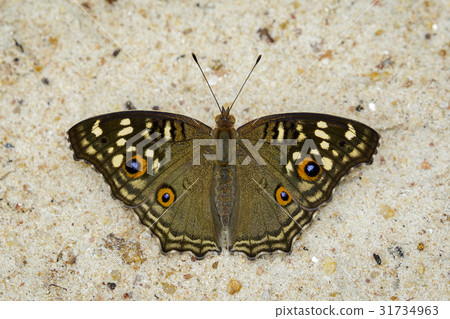 Image of Lemon pansy butterfly. Image of Lemon pansy butterfly. 31734963