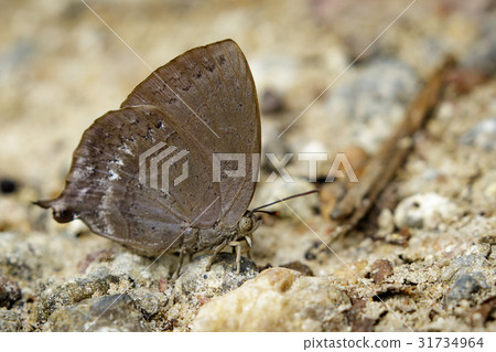 Image of Lemon pansy butterfly. Image of Lemon pansy butterfly. 31734964