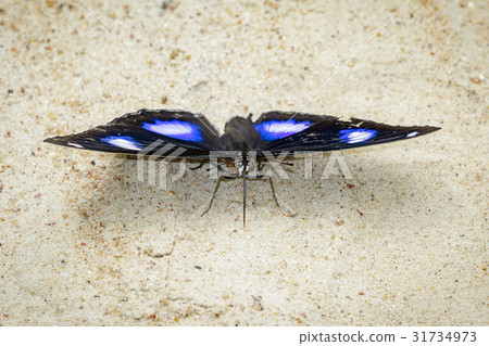 Image of Male Danaid Eggfly Butterfly. 31734973