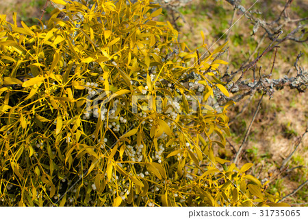 Mistletoe on a tree Mistletoe on a tree 31735065