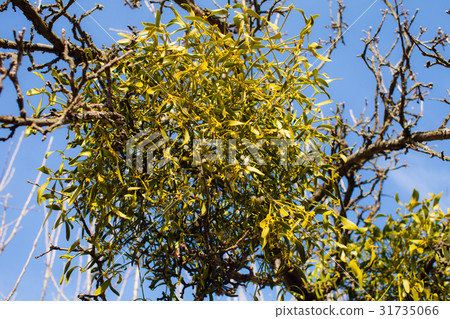 Mistletoe on a tree Mistletoe on a tree 31735066
