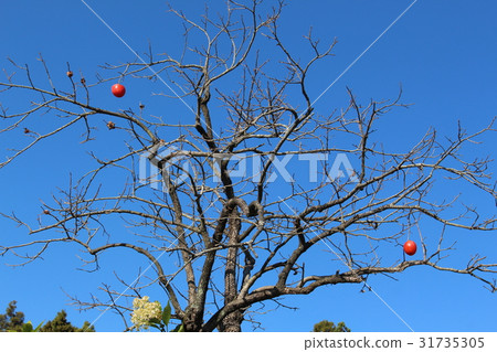 Persimmon tree Persimmon tree 31735305