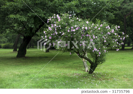 Mugunghwa, Changgyeonggung Palace (Historic Site No. 123), Jongno-gu, Seoul Mugunghwa, Changgyeonggung Palace (Historic Site No. 123), Jongno-gu, Seoul 31735796