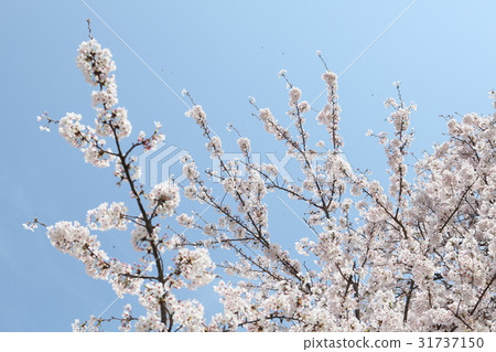 櫻花和藍天 櫻花和藍天 31737150