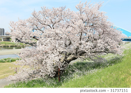 Maruko橋附近的櫻花 Maruko橋附近的櫻花 31737151