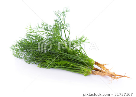fresh dill on white background 31737167