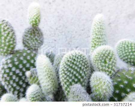 Petice cactus 31737214