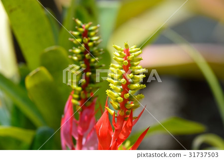 Ekemea Nude di Cauris 31737503