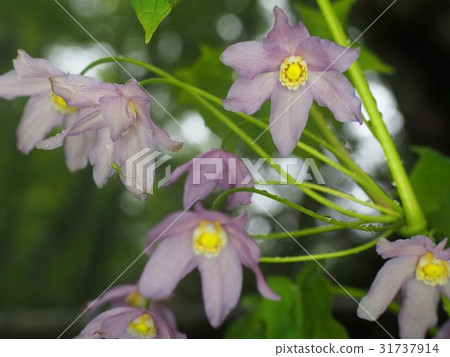 Togakushi Shishuma 31737914