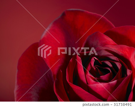 Full Bloom Full Bloom 31738491