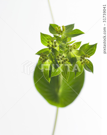 Leaf 31739041