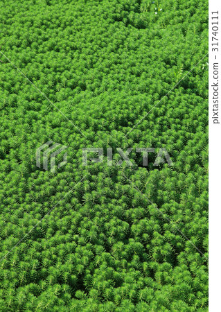 Nature Environment 31740111