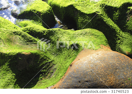 Nature Environment 31740523