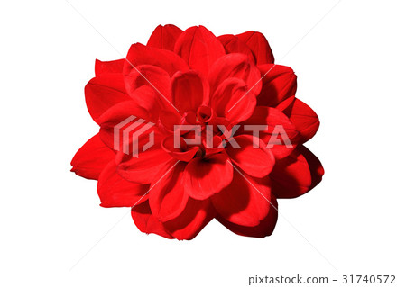 Flower Head Flower Head 31740572