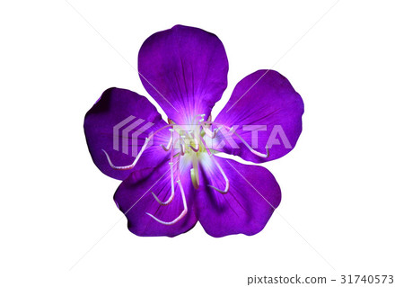 Flower Head Flower Head 31740573
